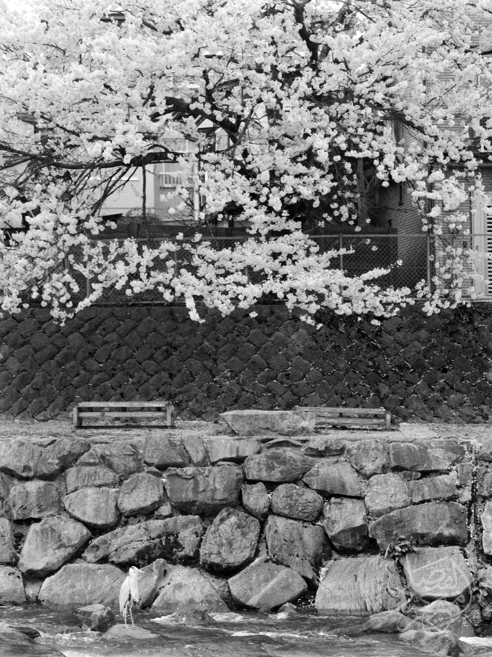Japan اليابان
